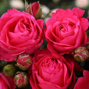 Rosa Eleganza® Eleganza Fiji™