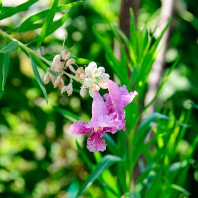 Chilopsis linearis Bubba