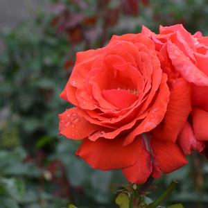 Rosa Fragrant Cloud