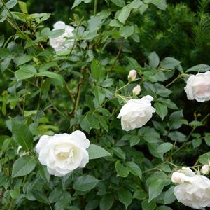 Rosa Iceberg