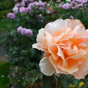 Rosa Just Joey