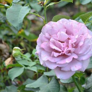 Rosa Koko Loco
