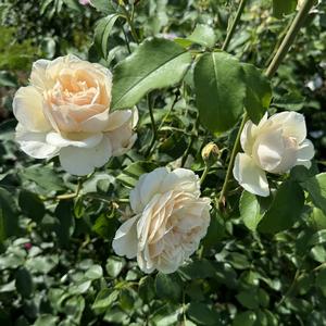 Rosa Lichfield Angel