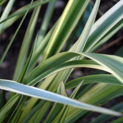 Cordyline australis Torbay Dazzler