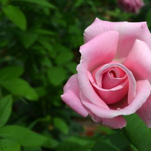 Rosa Memorial Day™