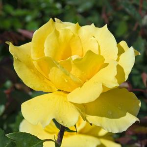 Rosa Midas Touch