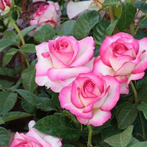 Rosa Miss Congeniality
