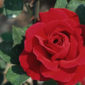 Rosa Mister Lincoln