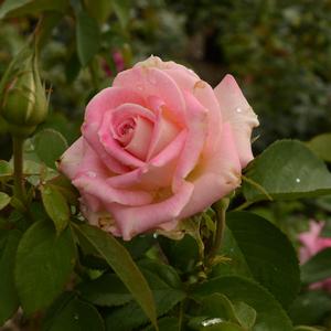 Rosa Painted Porcelain