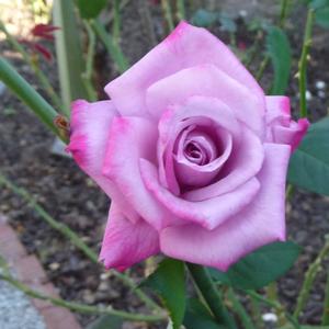 Rosa Paradise