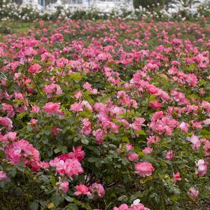 Rosa Passionate Kisses®