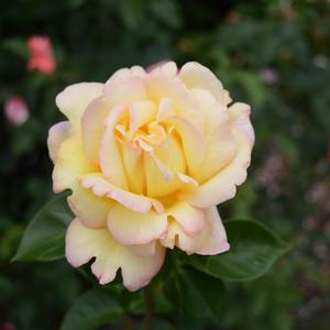 Rosa Peace