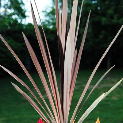 Cordyline australis Red Star