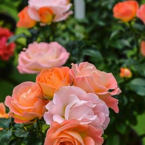 Rosa Peach Drift®