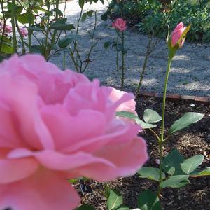 Rosa Queen Elizabeth