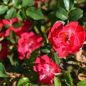 Rosa Red Drift®