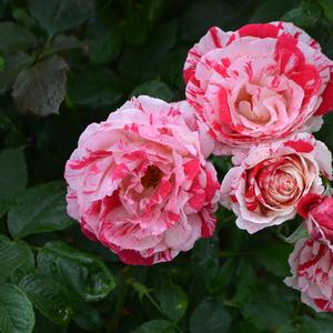 Rosa Scentimental™