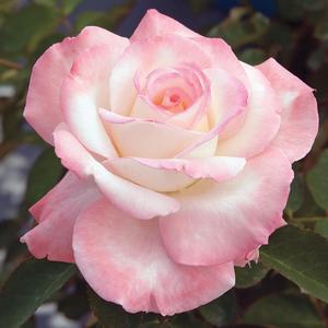 Rosa Secret™