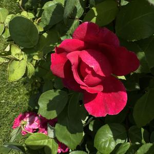 Rosa Sophy's Rose