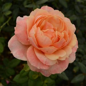 Rosa State of Grace