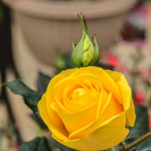 Rosa Veranda® Veranda Sunbeam™