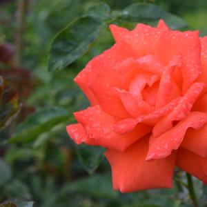 Rosa Tropicana