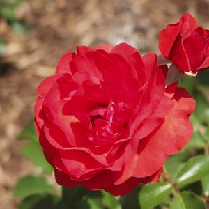 Rosa Trumpeter