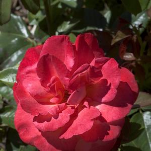 Rosa Voodoo