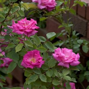 Rosa Zepherine Drouhin