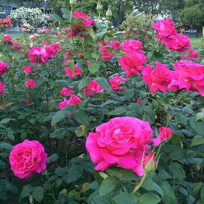 Rose All My Loving