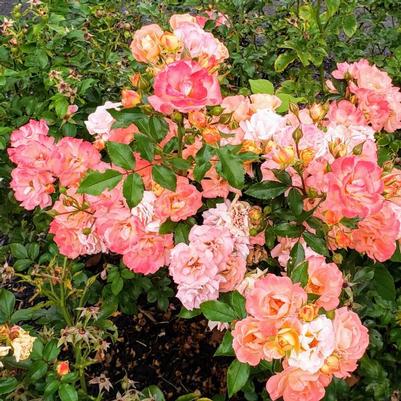 Rose Drift® Apricot Drift