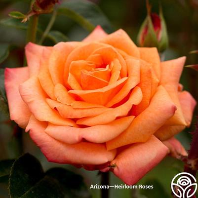 Rose Arizona
