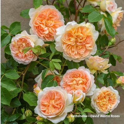 Rose Bathsheba