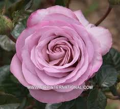 Rose Blue Girl