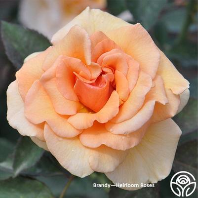Rose Brandy