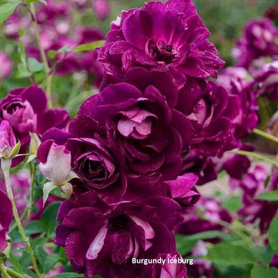 Rose Burgundy Iceberg