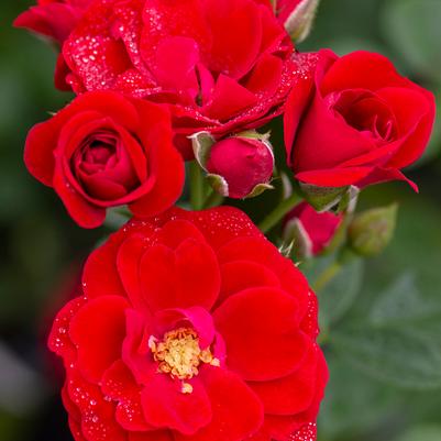 Rose Cherry Frost