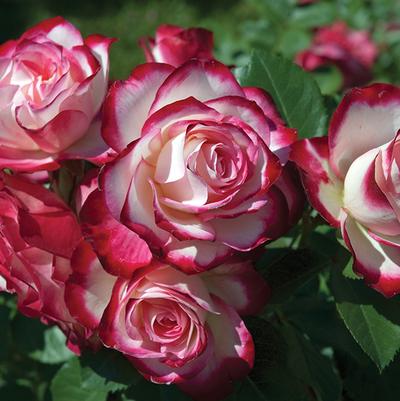 Rose Cherry Parfait