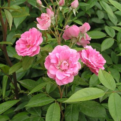 Rose China Doll