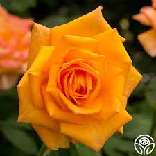 Rose Chris Evert
