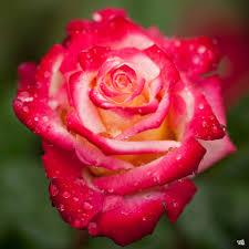Rose Dick Clark