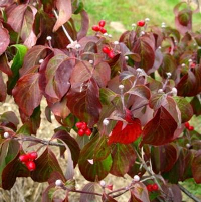 Cornus florida Cherokee Princess