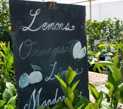 Citrus Trees Citrus Trees