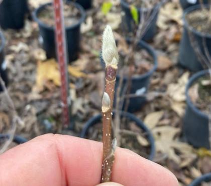 Bud Up & Show Off Bud Up & Show Off