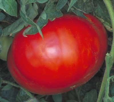 Tomato hybrid Believe It or Not