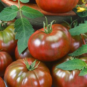 Tomato hybrid Chef's Choice Black
