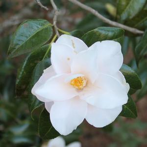 Camellia japonica Magnoliaeflora
