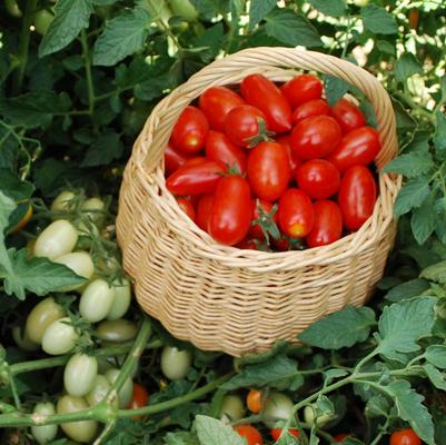 Tomato hybrid Red Jelly Bean