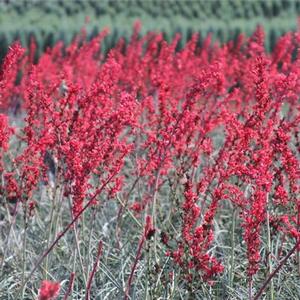 Hesperaloe parviflora Brakelights® Red