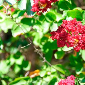 Lagerstroemia indica Siren Red®